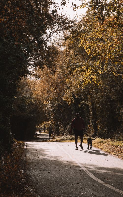 Free A man walks his dog along a scenic tree-lined path in Dublin during autumn, creating a peaceful scene. Stock Photo