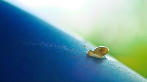 Free Brown Snail Stock Photo