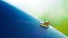 一只小蜗牛在蓝色表面上爬行的特写镜头，突出了其纹理细节