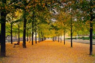 公园里一片宁静，秋叶铺满了小路两旁