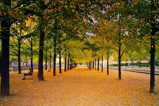 公园里一片宁静，秋叶铺满了小路两旁