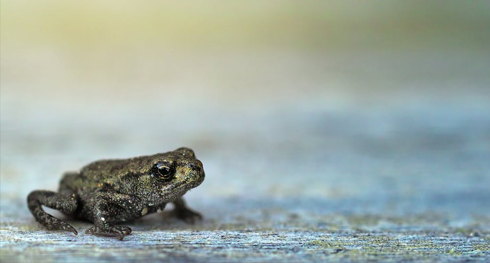 Frog @pexels