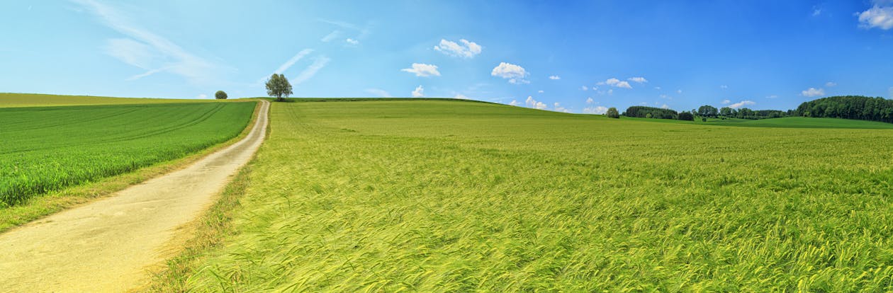 Základová fotografie zdarma na téma chodník, denní světlo, farma