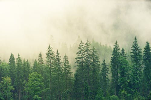 Free Forest Covered in White Fog Stock Photo