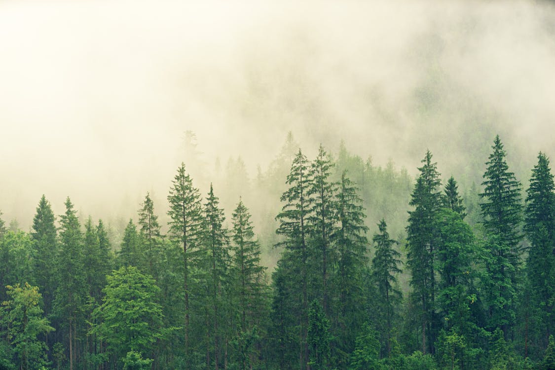 Hutan Tertutup Kabut Putih