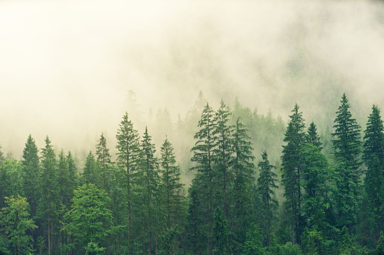 Lanskap hutan hijau berkabut
