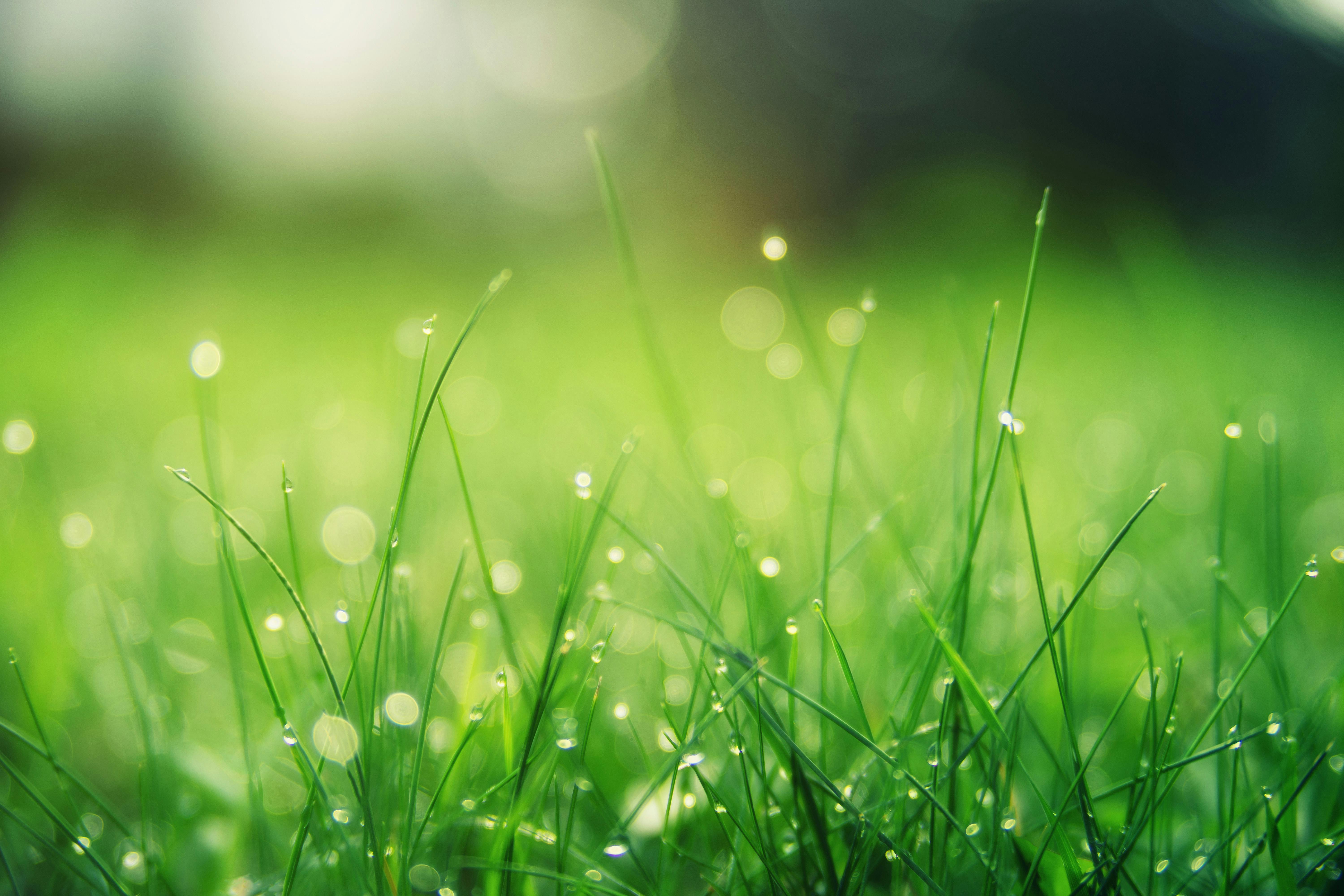 closeup photo of green grass field