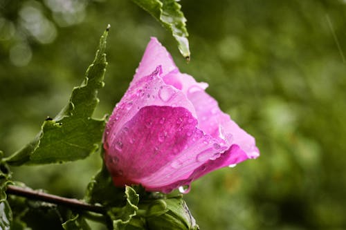 免費 粉紅色的花瓣花的特寫照片 圖庫相片