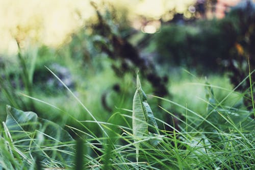 Shallow Focus Photography of Green Grass