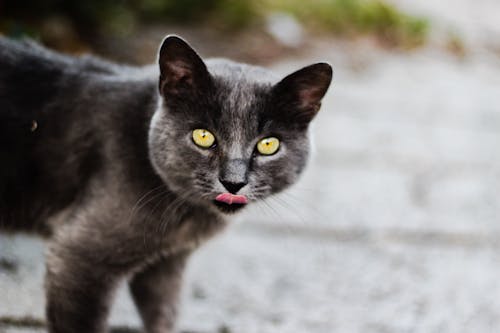 Kostenlos Selektive Fokusfotografie Der Katze Auf Grauem Sand Stock-Foto