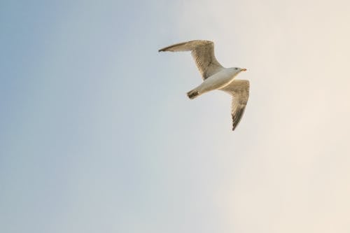 Witte Vogel Vliegen