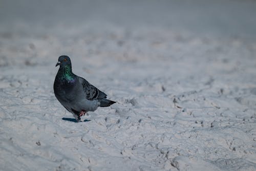 Pigeon on a Snow Covered Ground