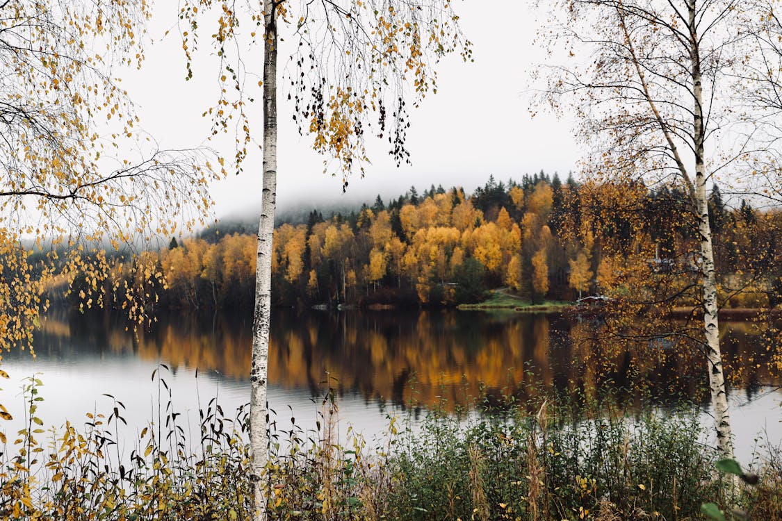 Forest near Lake