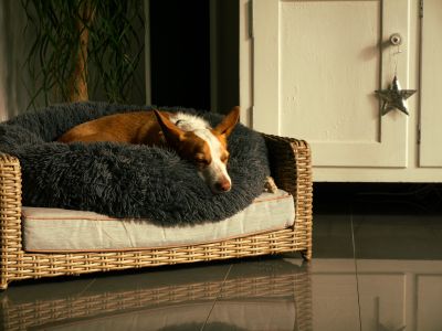 Dog resting on a cozy pet bed