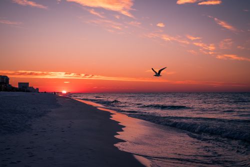 Free A tranquil beach sunset with a bird in flight, reflecting vibrant colors on the ocean and sky. Stock Photo