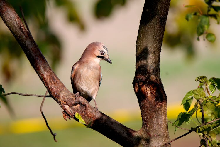 Close-Up Photograph Of A Eurasian Jay