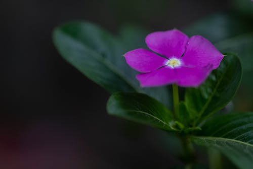 Immagine gratuita di ambiente, apprendimento sostenibile, bel fiore