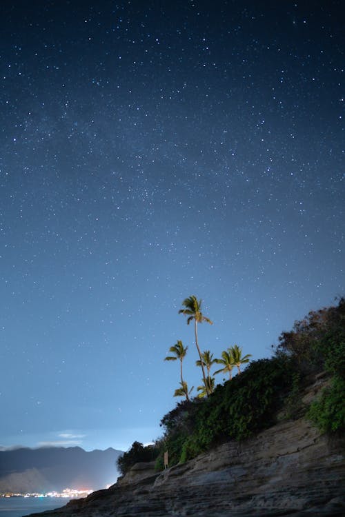 Green Trees on Mountain Under Starry Sky during Night Time