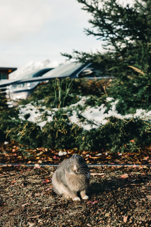 Gray Rabbit on the Ground