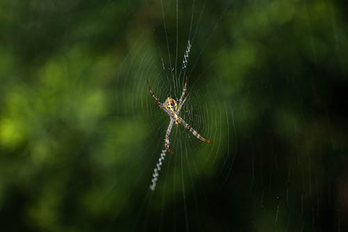 Close-Up Shot of a Spider on a Web 