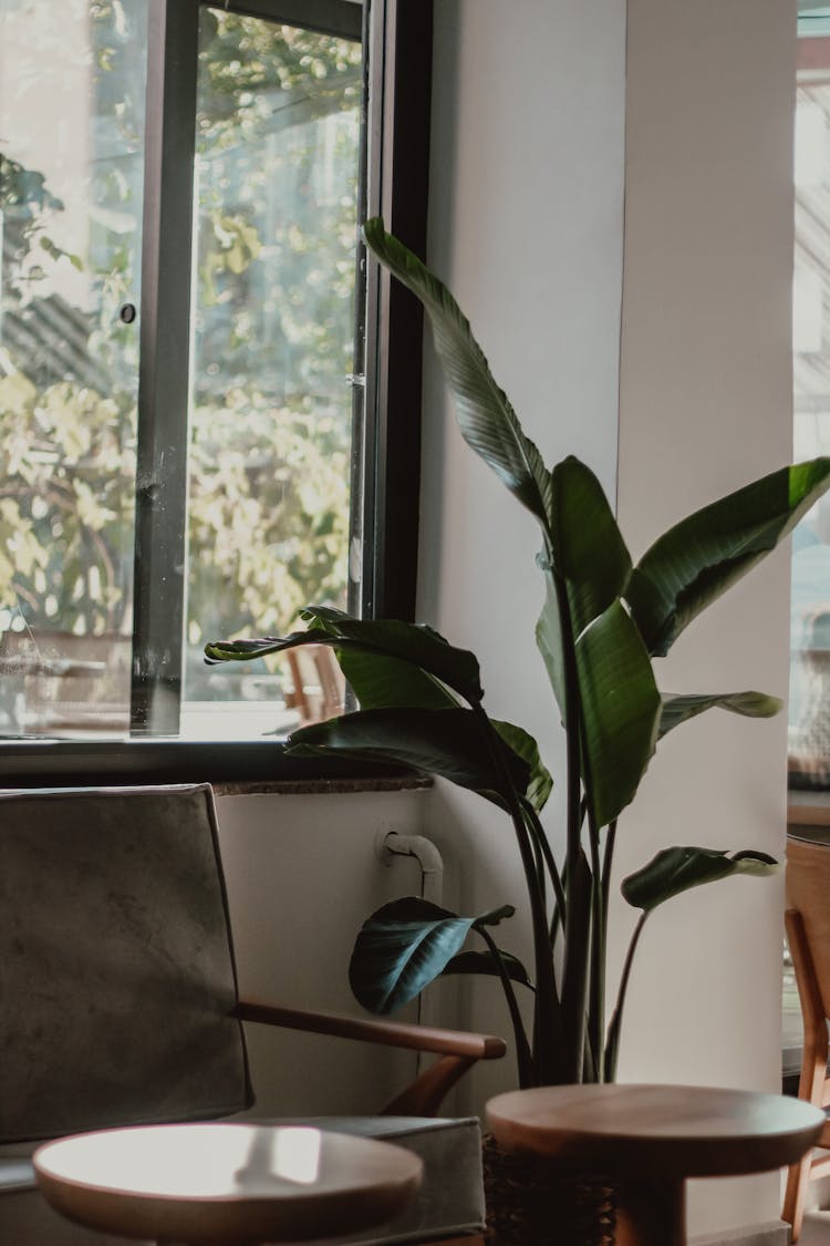 Green Plant Near The Window In The Living Area