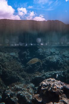 A captivating underwater scene featuring a Hawaiian coral reef and diverse marine life.