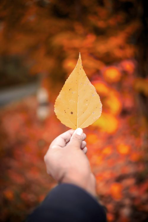 Free A hand holding a single autumn leaf with a vibrant blurry background. Stock Photo