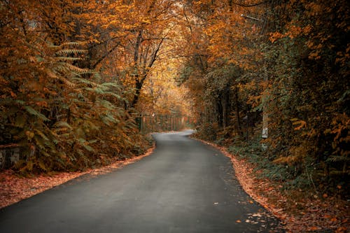 アスファルト道路, 木, 秋の無料の写真素材