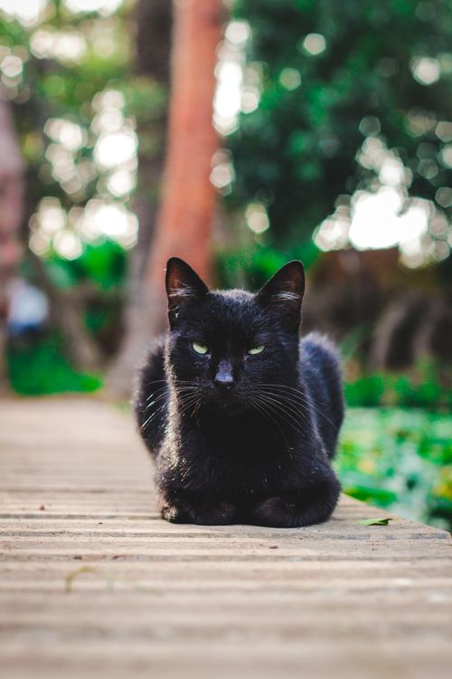 Free stock photo of cat, cat background, cat eye Stock Photo