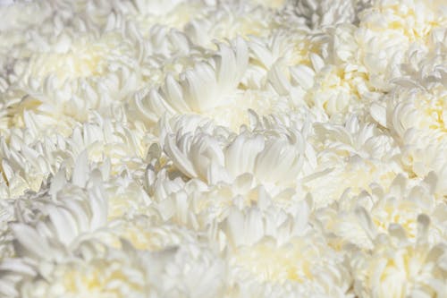 White Chrysanthemum Flowers in Close Up Photography