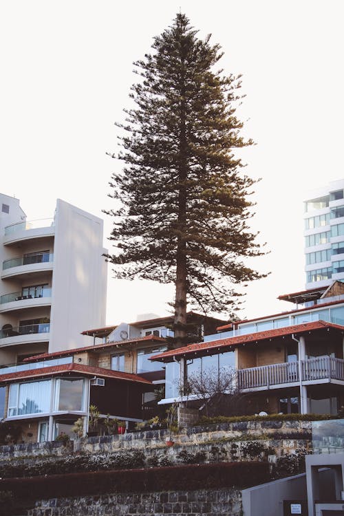 Ücretsiz Yüksek Binanın Yakınındaki Ağaç Stok Fotoğraflar