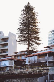 Luxurious residential architecture with a prominent pine tree near urban Perth.