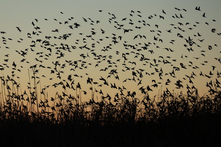 Silhouette Of Birds Flying Over Grass