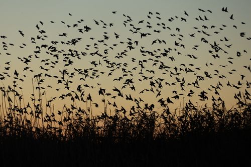 Free A stunning silhouette of a flock of birds flying over grass against a sunset sky. Stock Photo