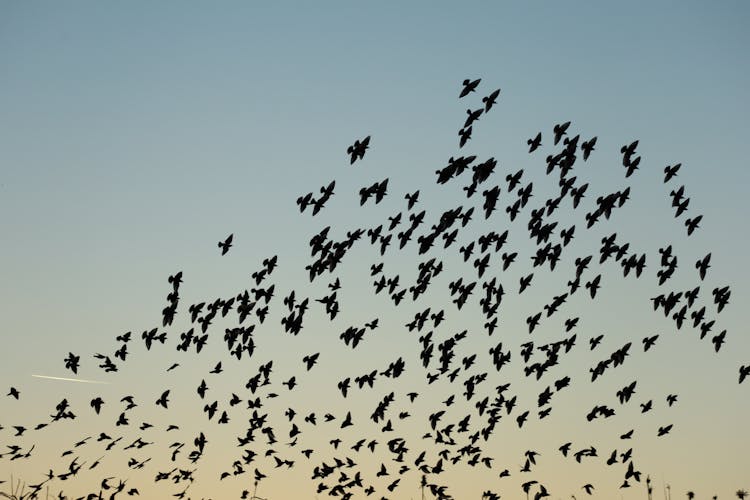 Flock Of Birds Flying