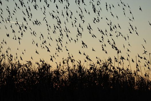 A serene silhouette of a flock of birds flying over grassy reeds at sunset.
