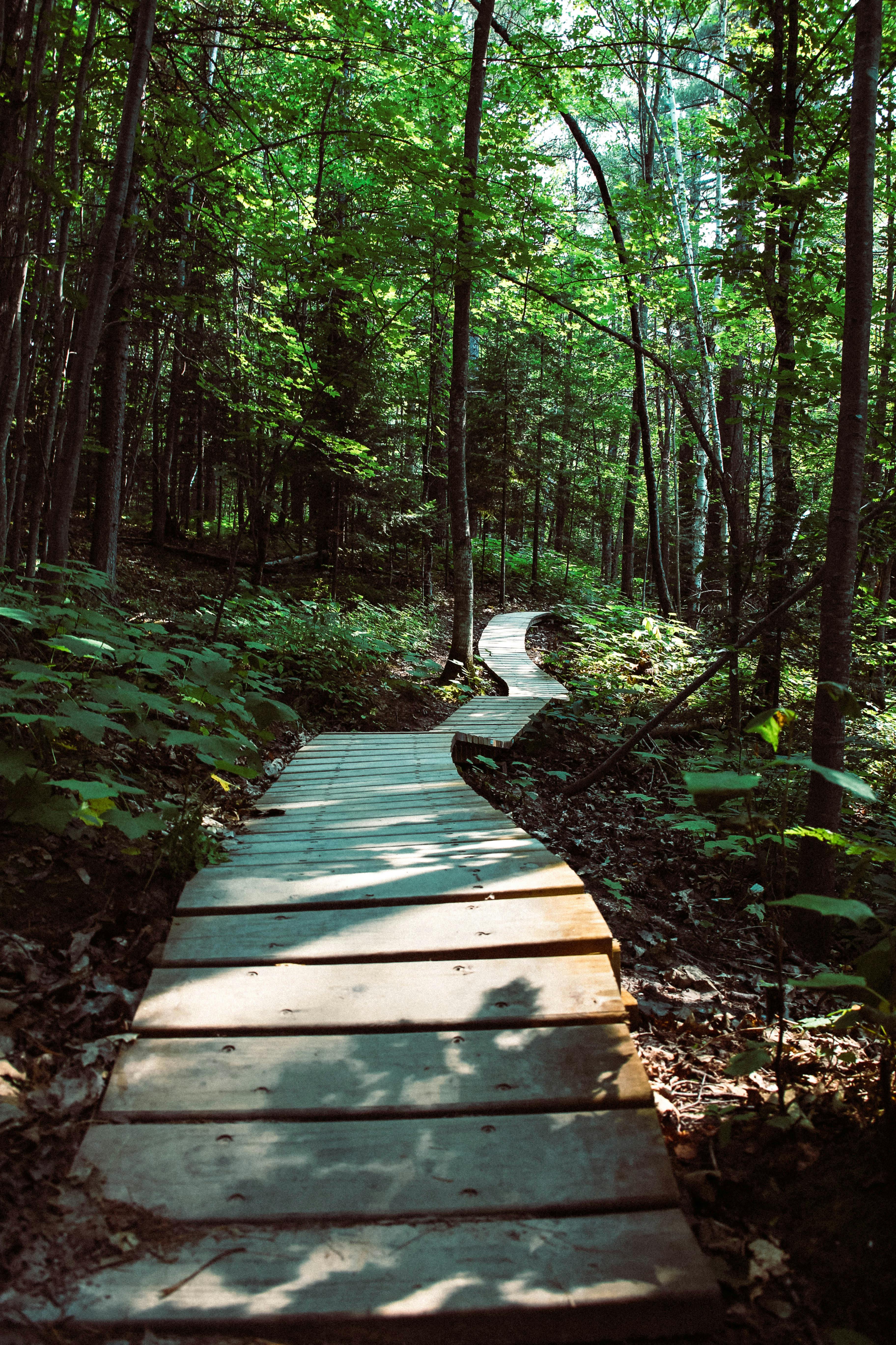 slatted wood pathway between trees