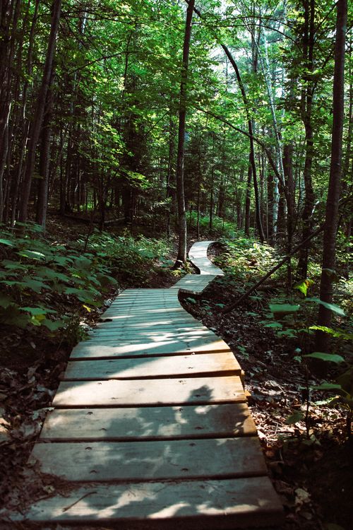 Free Wooden boardwalk winding through a lush green forest in Bayfield, WI, showcasing natural beauty. Stock Photo