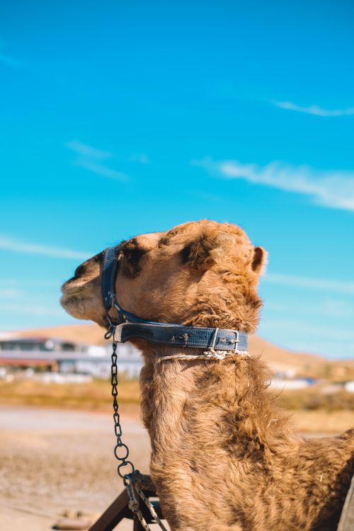 Free A close-up of a camel wearing a harness in a sunny desert setting against a clear blue sky. Stock Photo