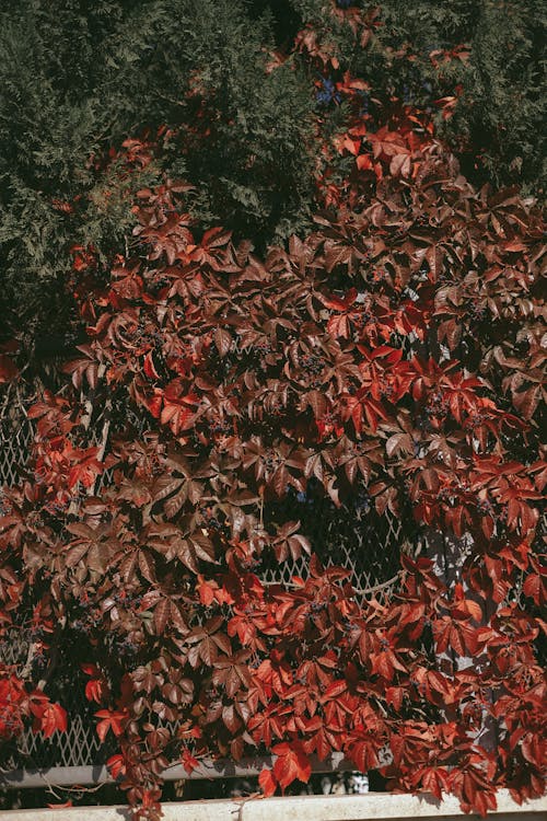 Kostnadsfri bild av bruna löv, falla, höst