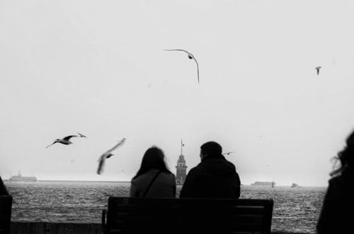 Free Man and Woman Sitting on Bench Looking at Birds Flying over the Sea Stock Photo