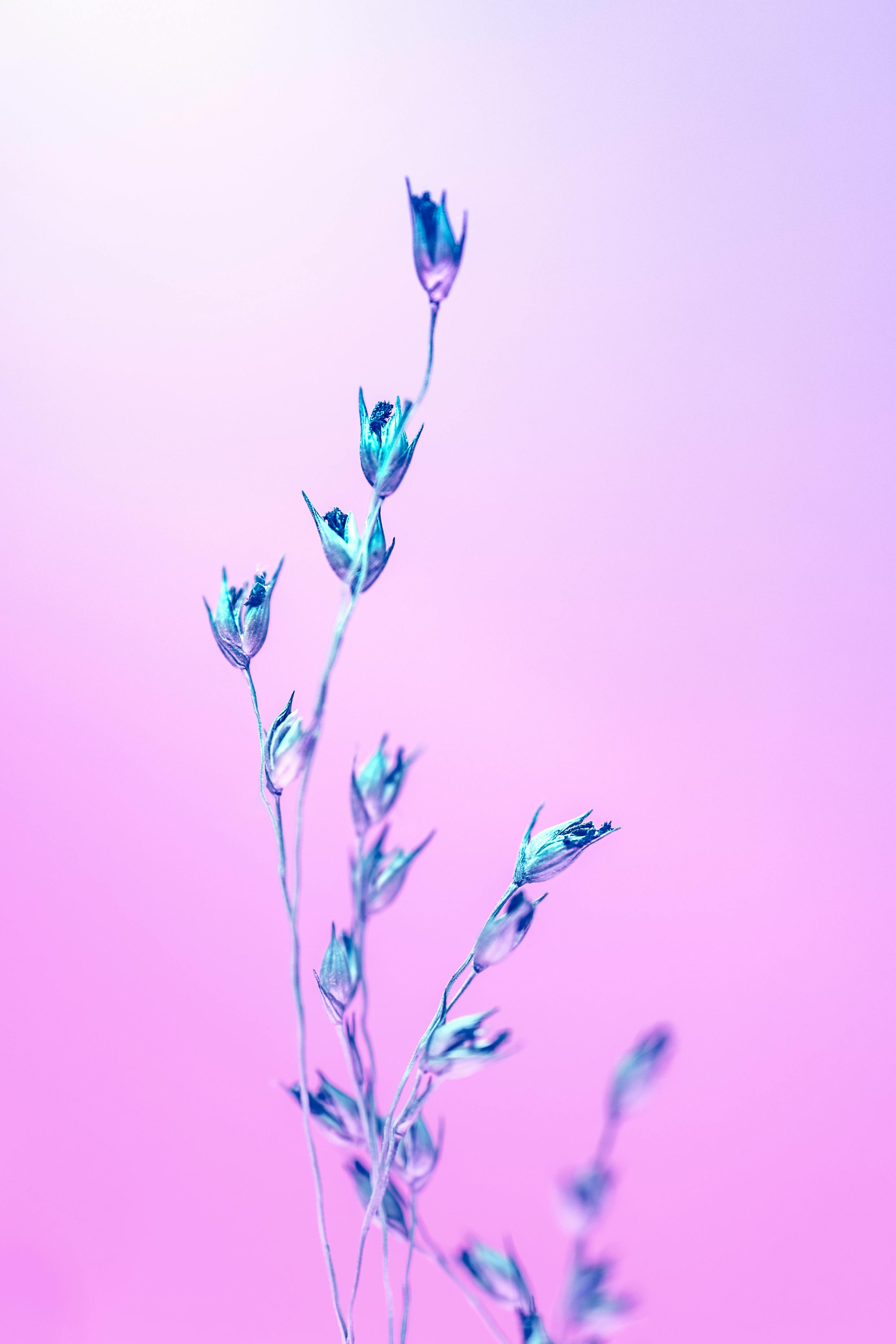Close-up of delicate flower buds with a vibrant pink background, showcasing plant beauty.