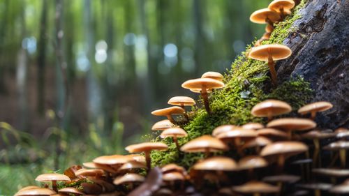 Free A detailed shot of mushrooms thriving on a moss-covered log in a lush forest setting. Stock Photo
