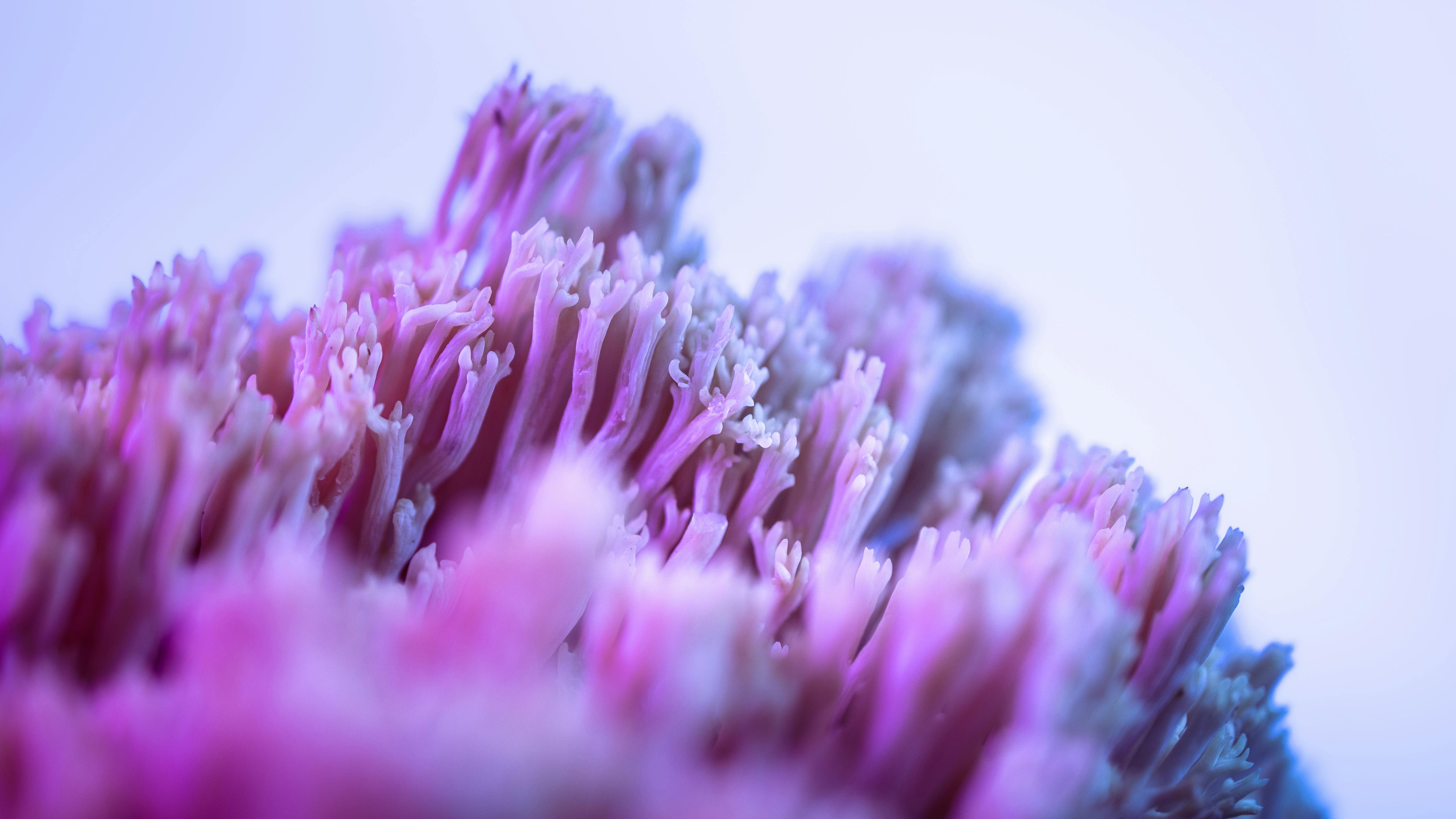 purple and white flower in close up photography