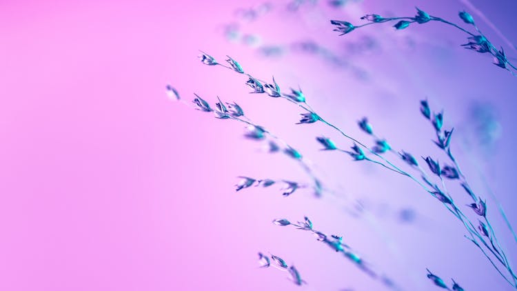 Small Grass Flowers In Macro Shot