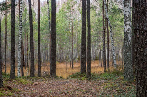 Kostenloses Stock Foto zu bäume, baumstämme, blick auf den wald