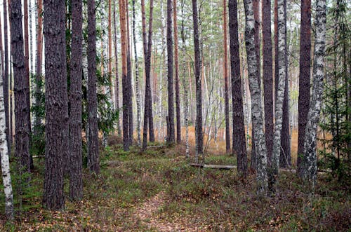 Бесплатное стоковое фото с вид на лес, вид на природу, осень
