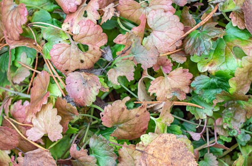 Бесплатное стоковое фото с вид на лес, желтые листья, зеленые листья