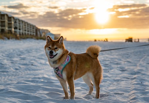 Pet Dog on Shore during Sunset