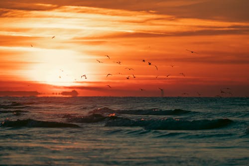 Ilmainen kuvapankkikuva tunnisteilla auringonlasku, hiekkaranta, Linnut